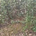 甘肃天水花牛苹果树苗，欢迎新老客户下单