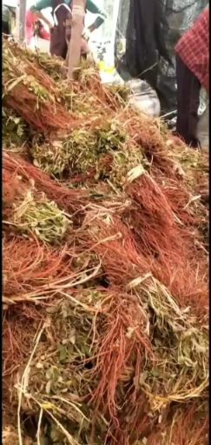丹参苗纯生茬地山东省日照市莒县货包回收包技术产地直供