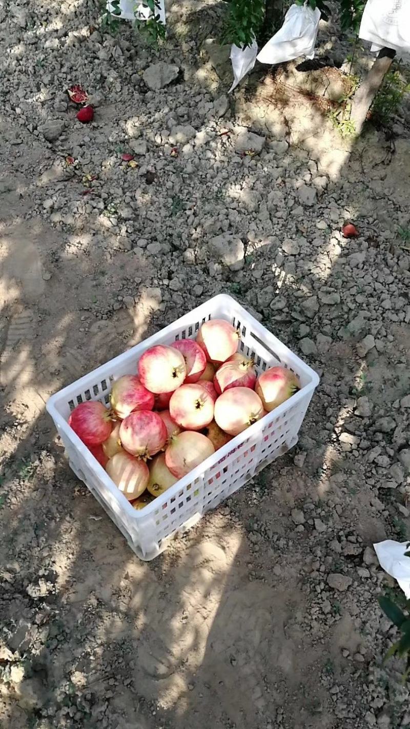 【包邮】河南突尼斯软籽石榴口感好果实饱满产地直销