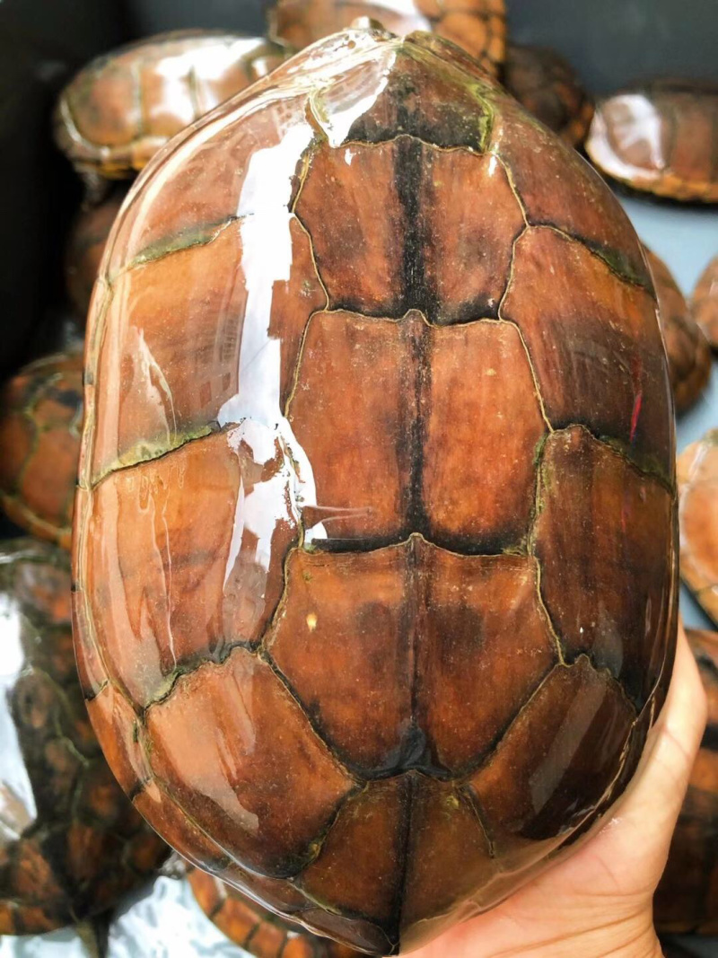 老南石龟种龟禄苗火焰苗小青黑杂草