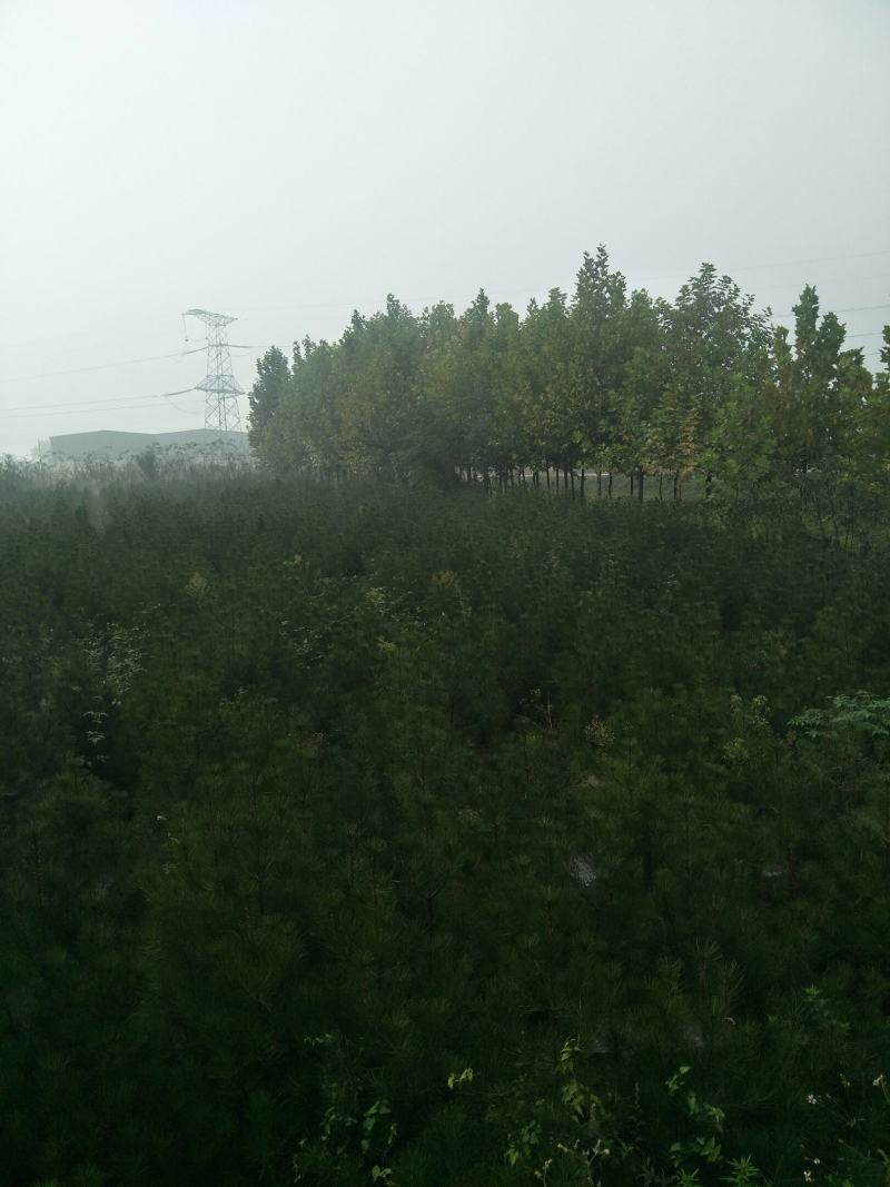 白皮松占地苗，量大从优。