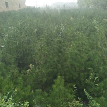 白皮松占地苗，量大从优。