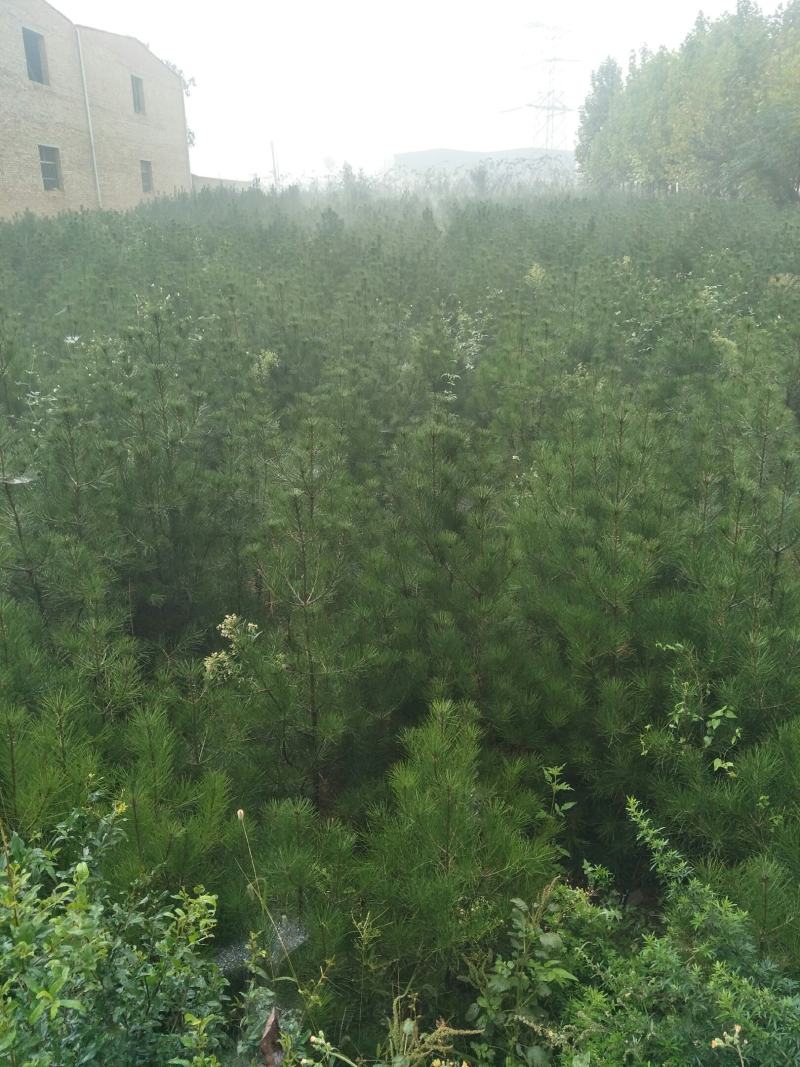 白皮松占地苗，量大从优。