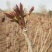 优质红油香椿苗自家种植规格齐全80cm以上