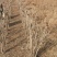 优质红油香椿苗自家种植规格齐全80cm以上