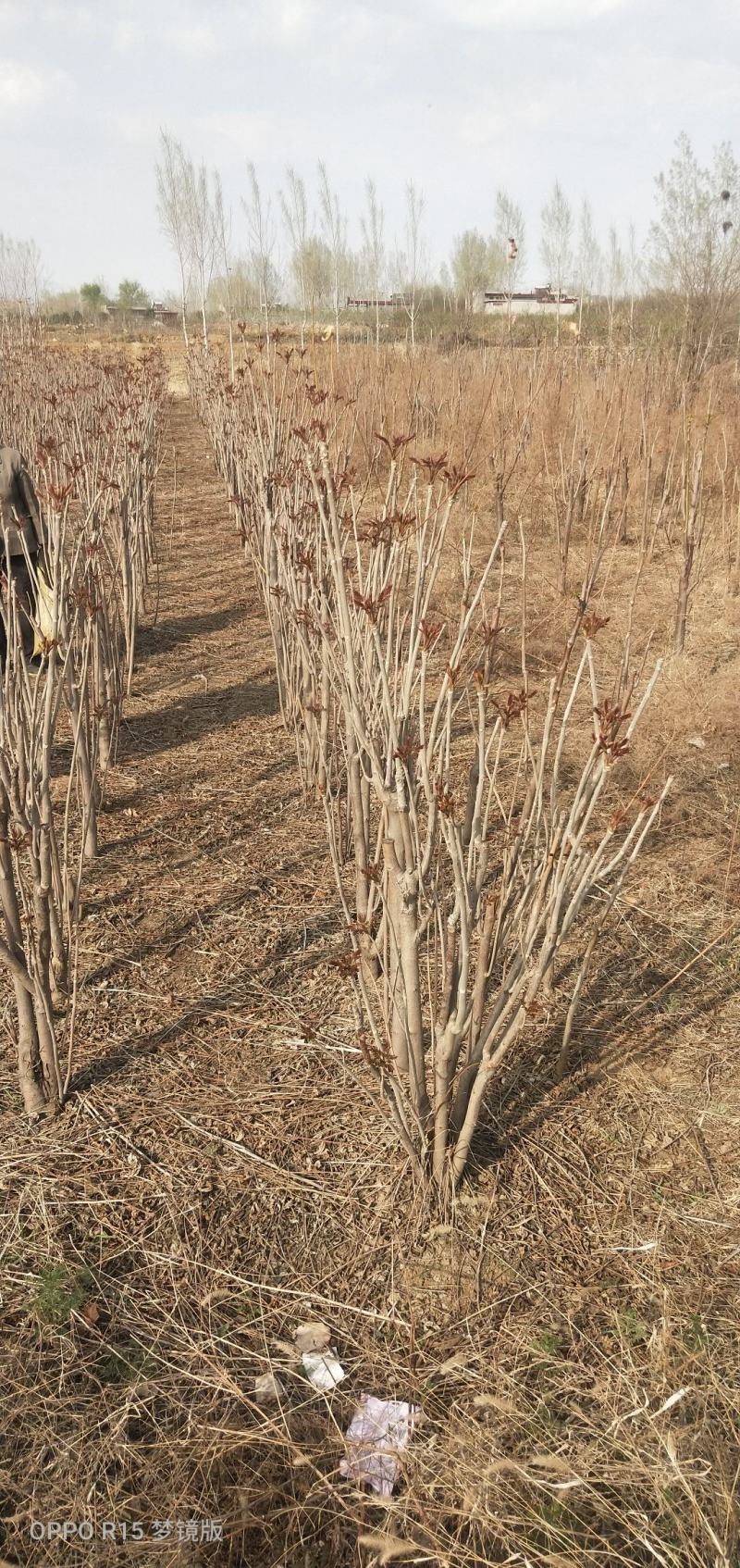 优质红油香椿苗自家种植规格齐全80cm以上