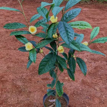 金花茶苗金花茶盆栽金花茶树苗金花茶杯苗防城金花茶