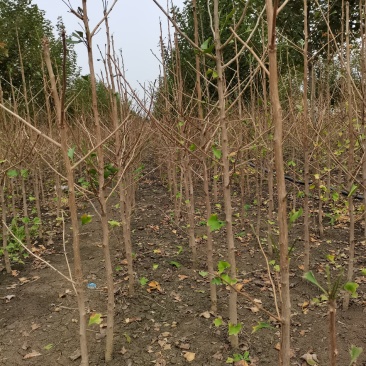出售大量3到8年银杏小苗