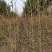 出售大量3到8年银杏小苗