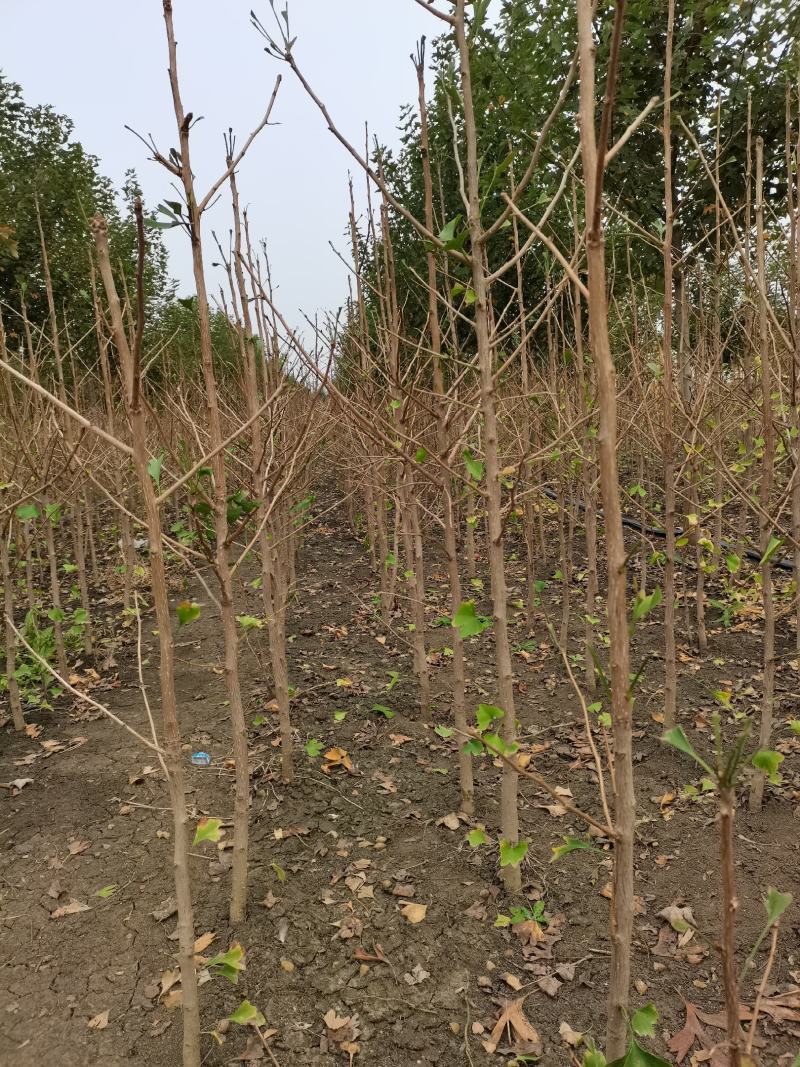 出售大量3到8年银杏小苗