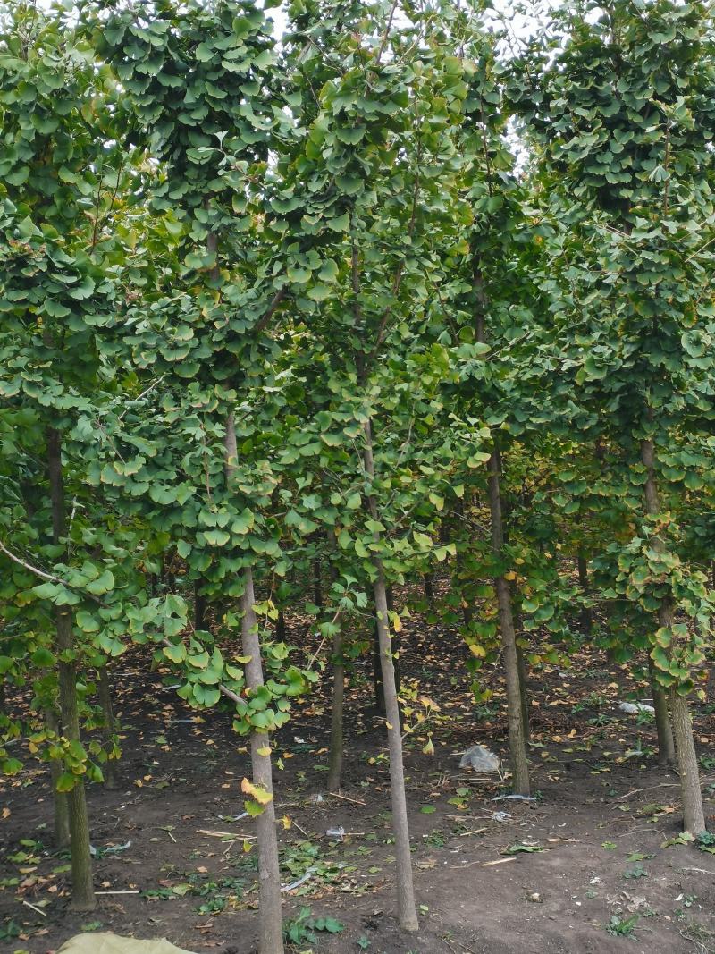 出售大量3到8年银杏小苗