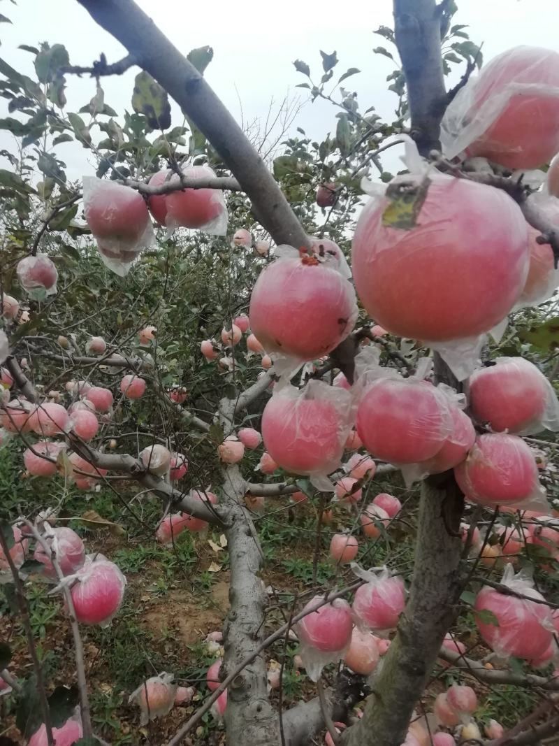 高山红富士，欢迎你到来。