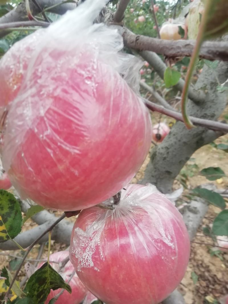 高山红富士，欢迎你到来。