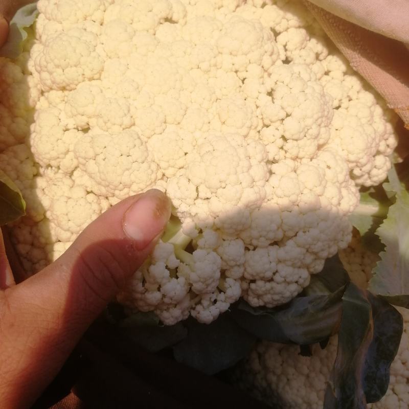 【精品】松花菜河北邯郸松花产地松花产地低价出售