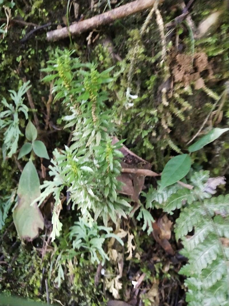云南十万大山里的千层塔