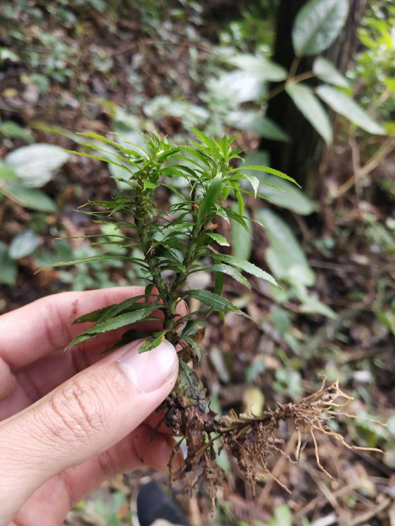 云南十万大山里的千层塔