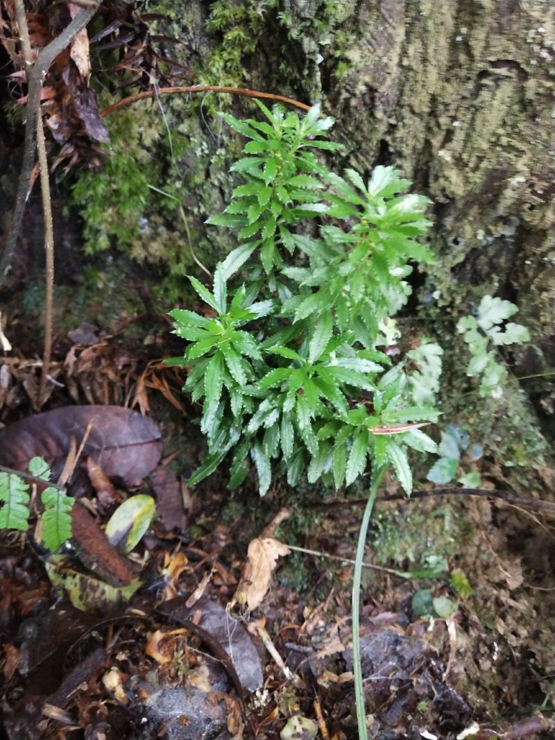 云南十万大山里的千层塔