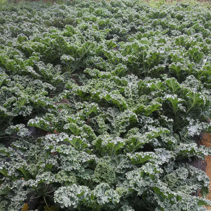 羽衣甘蓝大量，沙拉凉菜，小叶，嫩叶。