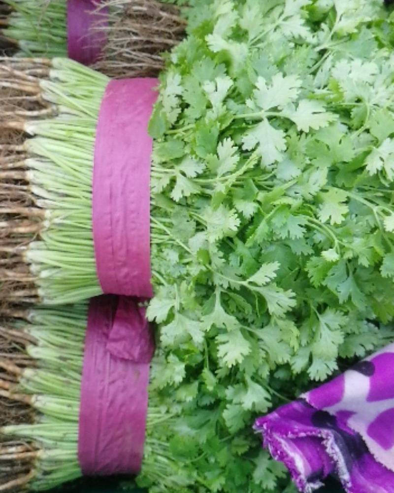 特惠小叶香菜25公分以上产地市场低价出售直供商超