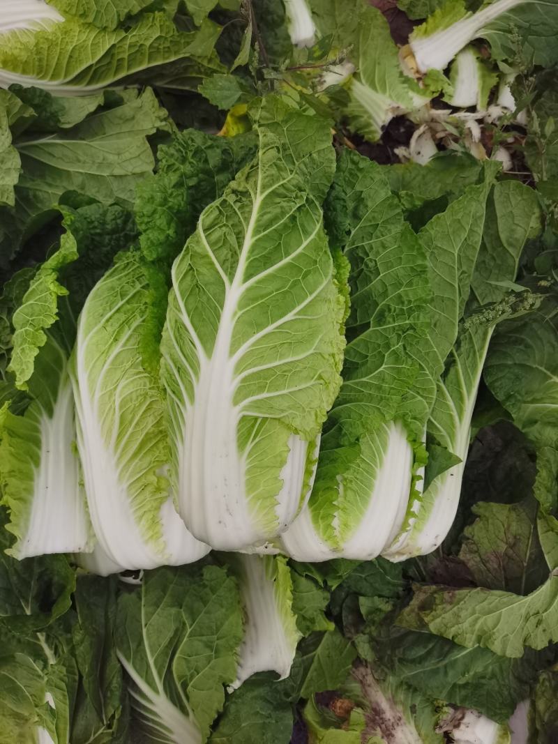 黄心白菜.河北玉田大一手货源，质量优益价格便宜，协办装车