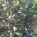 大金星山楂树/山楂树/河北山楂树/优质山楂树
