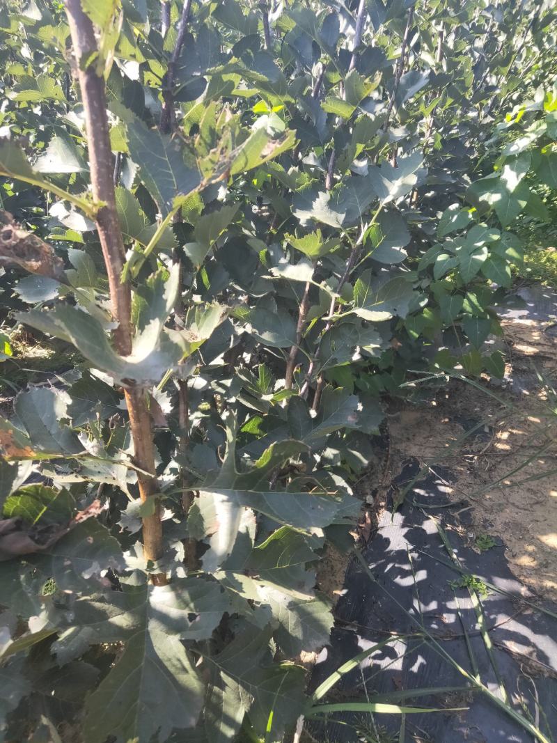 大金星山楂树/山楂树/河北山楂树/优质山楂树