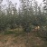大金星山楂树/山楂树/河北山楂树/优质山楂树