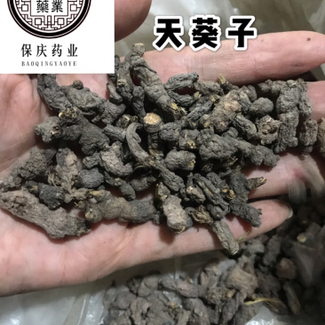 天葵子老鼠屎保庆药材批发天葵子实物拍摄