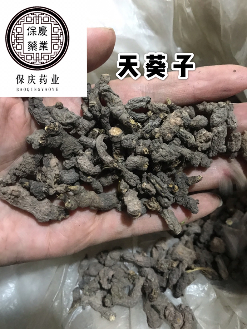 天葵子老鼠屎保庆药材批发天葵子实物拍摄