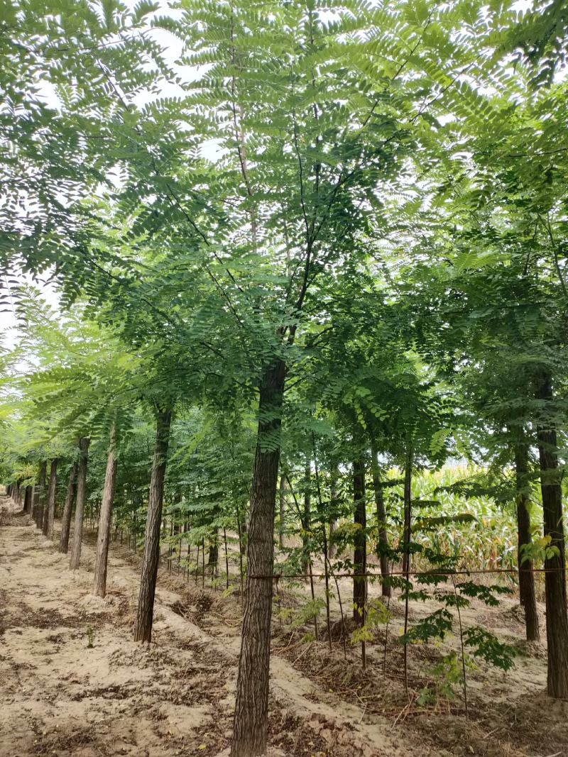 精品12--15公分刺槐，量大需要的联系