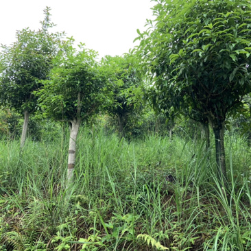 自家桂花基地处理一批量