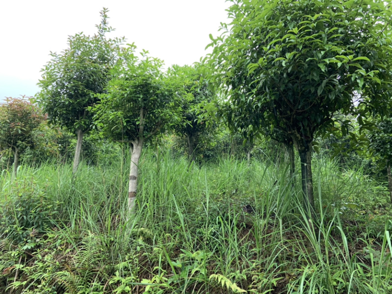 自家桂花基地处理一批量