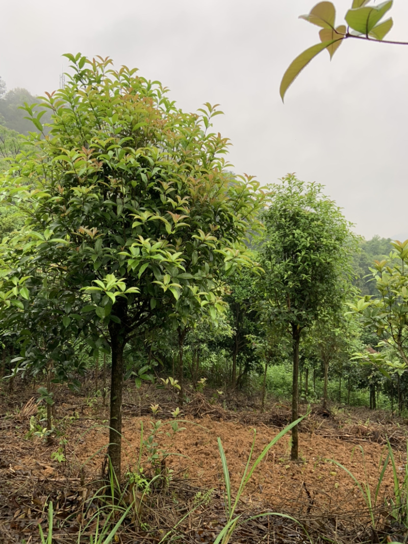 自家桂花基地处理一批量