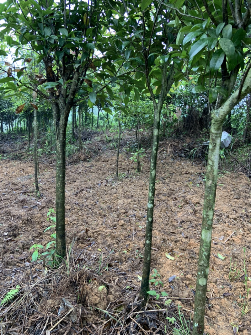自家桂花基地处理一批量