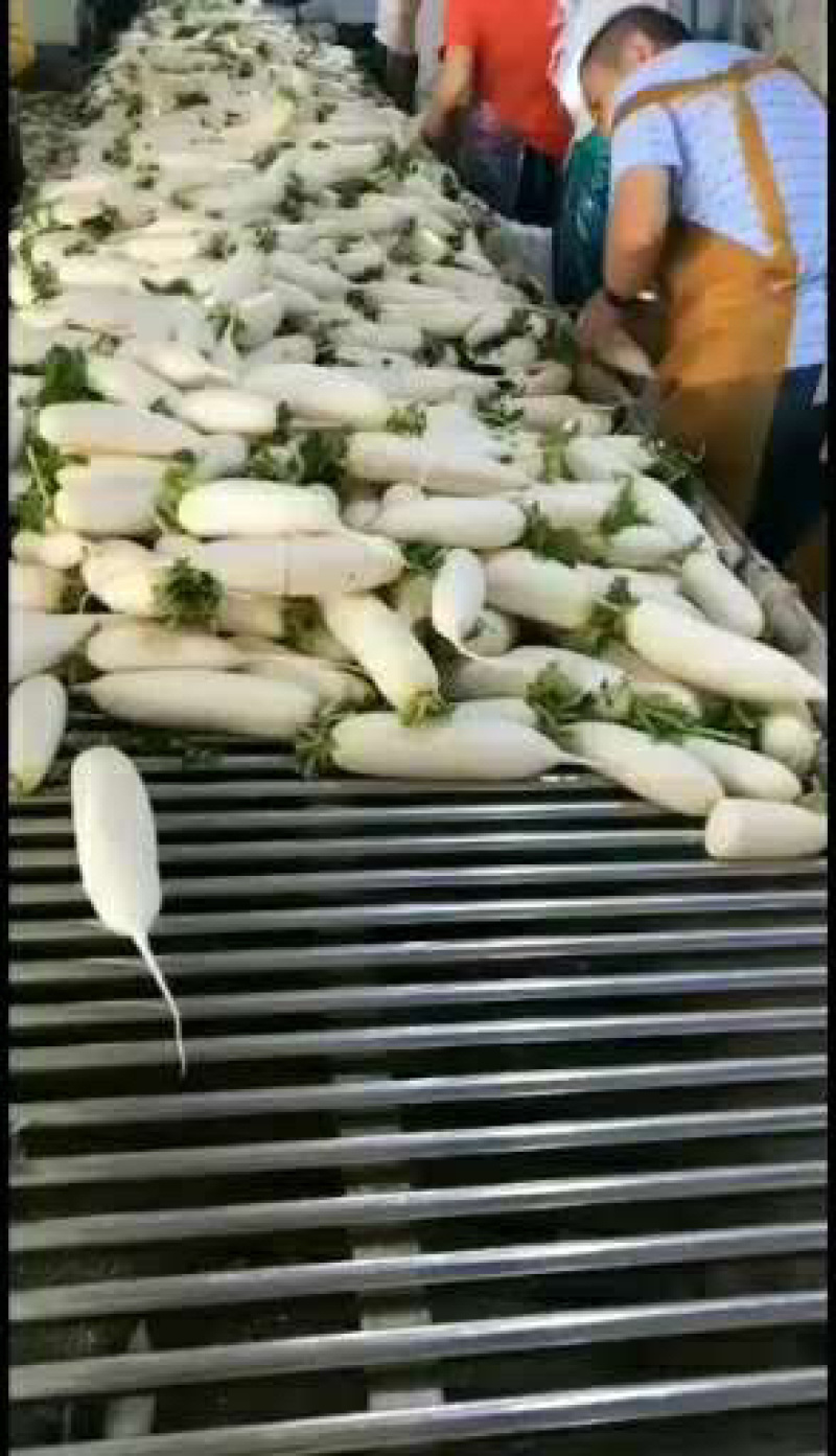 萝卜三四五排大量有货，需要电联
