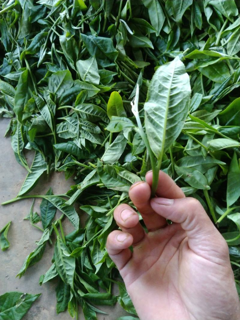 云南勐库大叶茶原生态不打农药人工除草