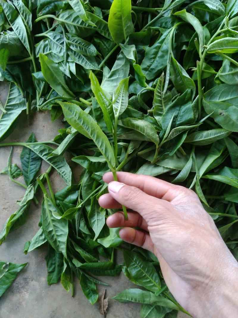 云南勐库大叶茶原生态不打农药人工除草