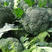 菜花种子杂交绿菜花种子早熟耐湿抗病蕾粒细不易散球形美观