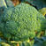 菜花种子杂交绿菜花种子早熟耐湿抗病蕾粒细不易散球形美观