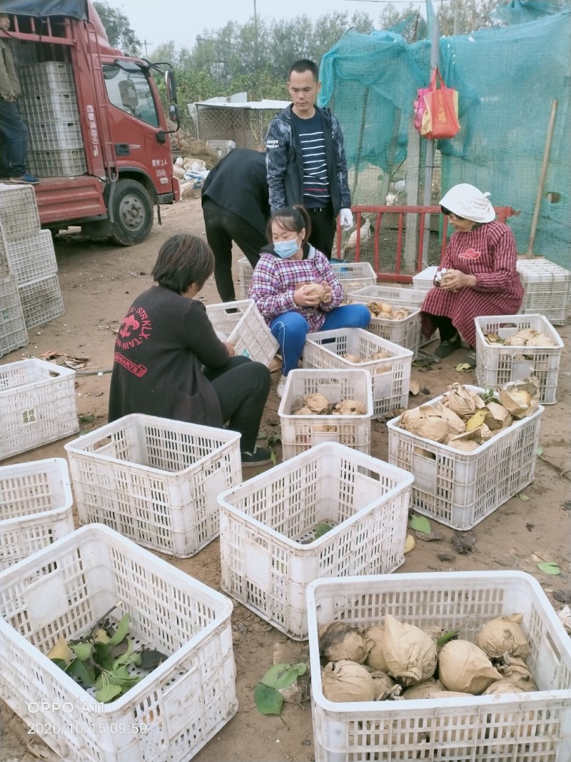 晚秋小梨罐头厂货大量供应馆陶县众康果品站