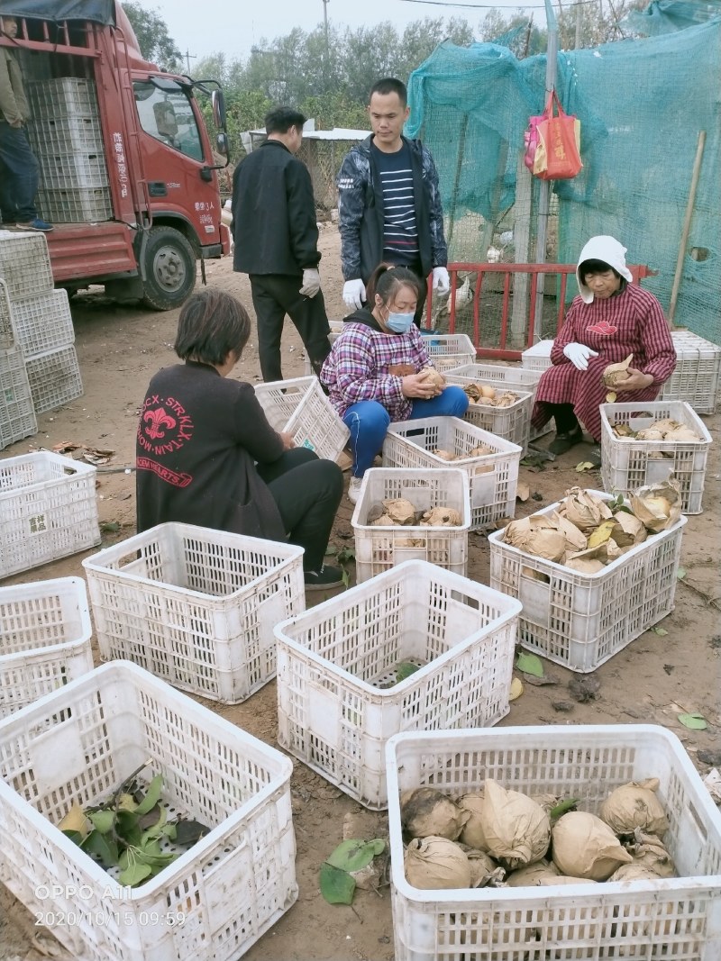 晚秋小梨罐头厂货大量供应馆陶县众康果品站