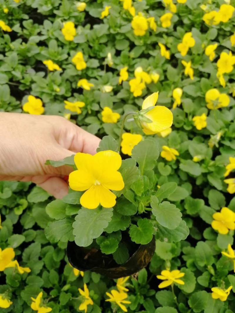 角瑾，基地直销，常年销售各种绿化苗木