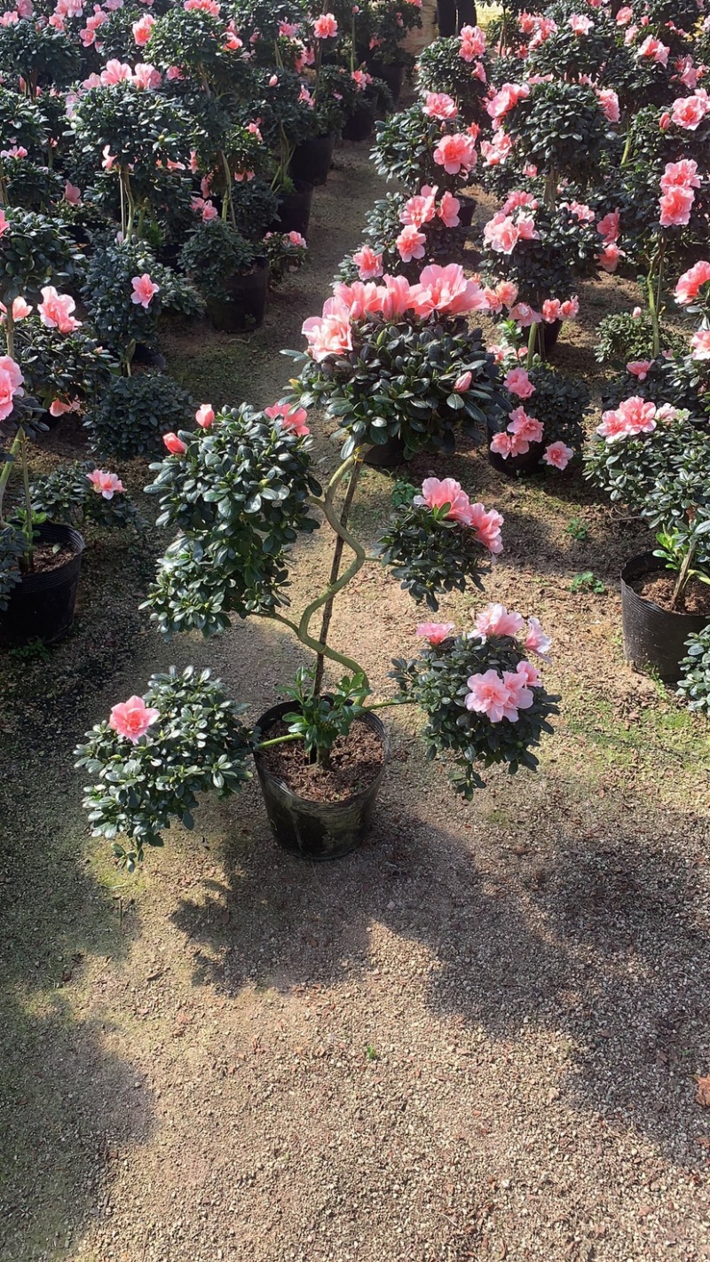比利时杜鹃游龙造型正在开花