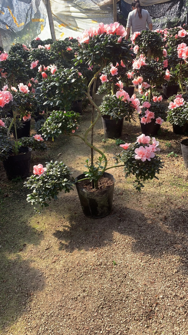 比利时杜鹃游龙造型正在开花