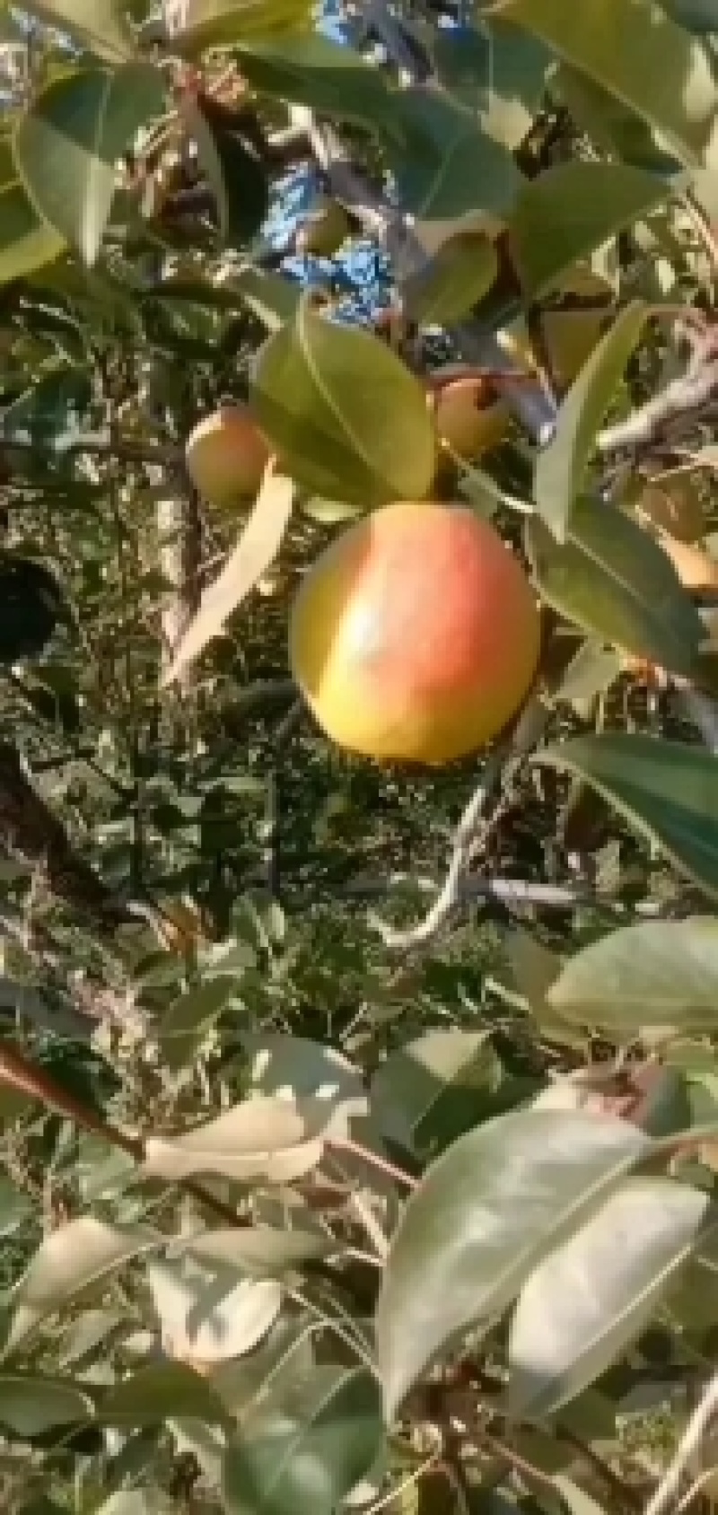 出售红硝梨有意联系，自产自销