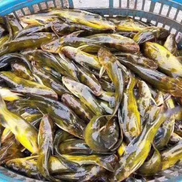 黄骨鱼，优质种苗！现货，现提！