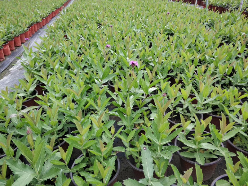 桑托斯马鞭草，桑托斯马鞭草基地，桑托斯马鞭草价格