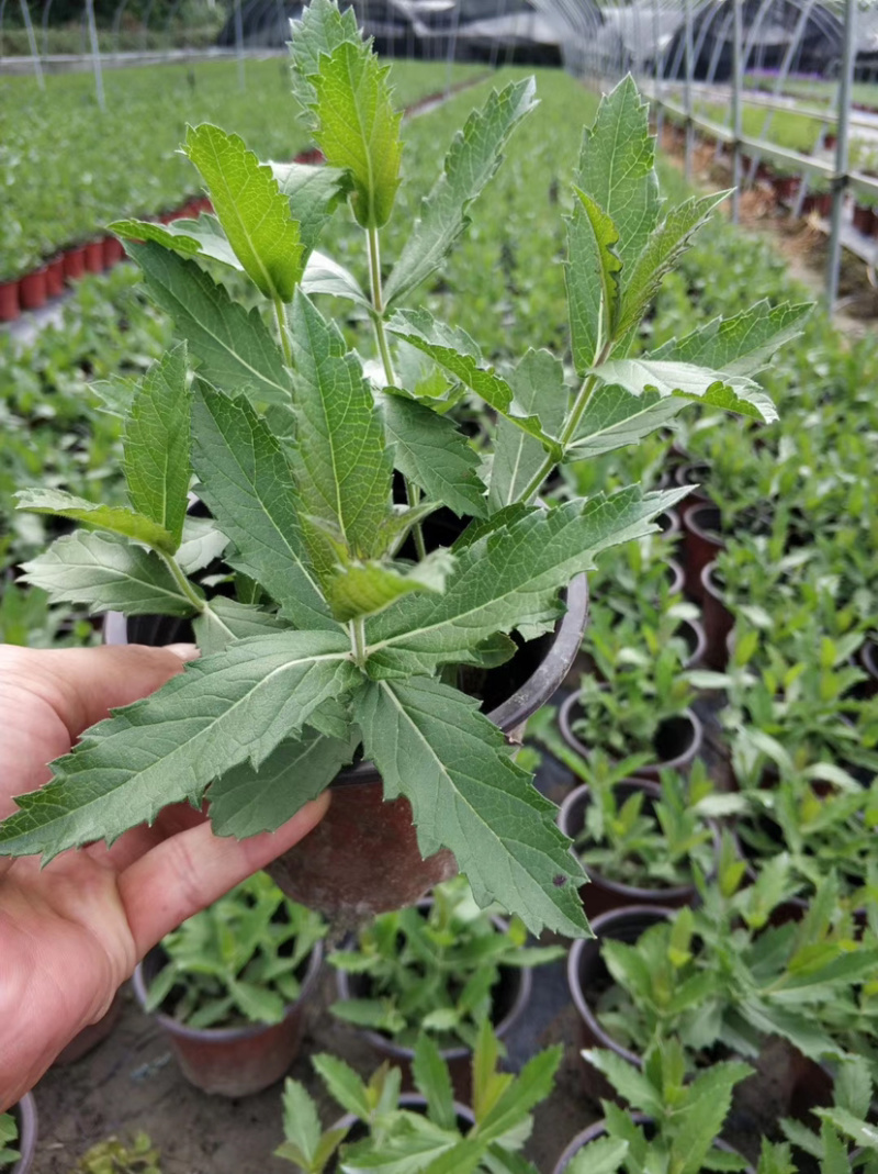 桑托斯马鞭草，桑托斯马鞭草基地，桑托斯马鞭草价格