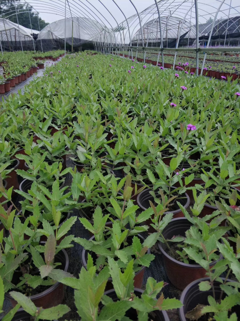 桑托斯马鞭草，桑托斯马鞭草基地，桑托斯马鞭草价格