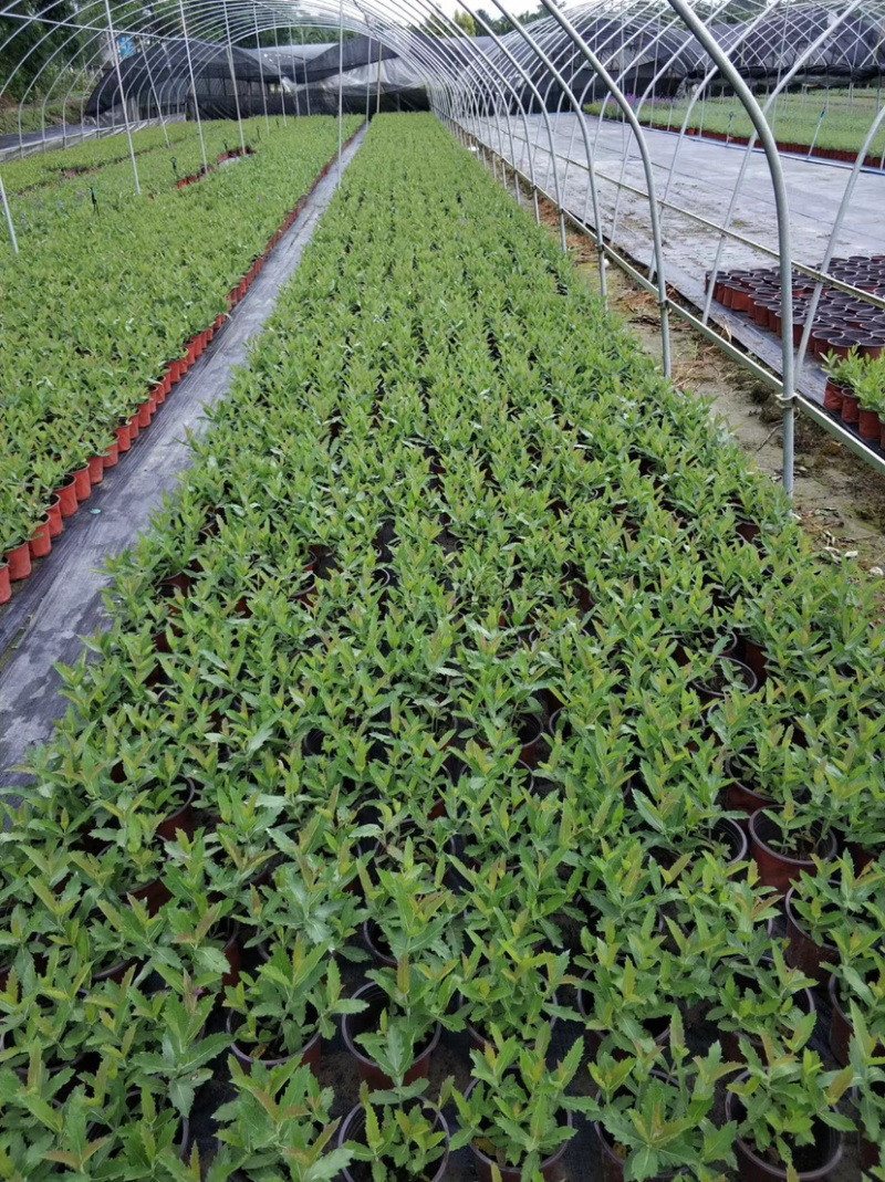桑托斯马鞭草，桑托斯马鞭草基地，桑托斯马鞭草价格
